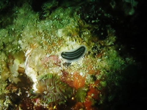 P1010013 (640x479)