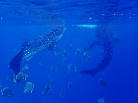 P2270112 (640x480)