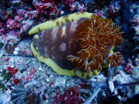 P2030490 (640x480)