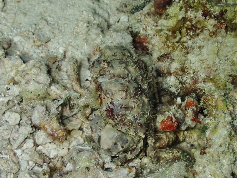 PA300015 (640x481)