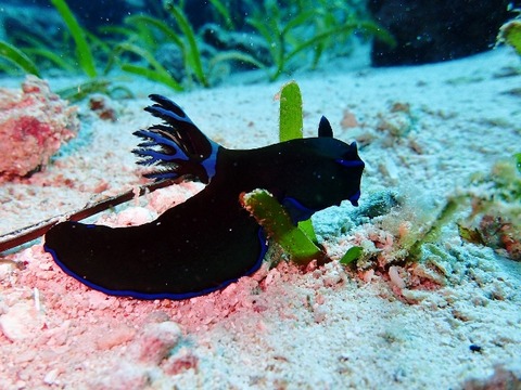 P2210047 (640x480)
