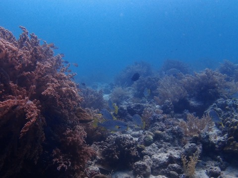 P2188259 (640x479)