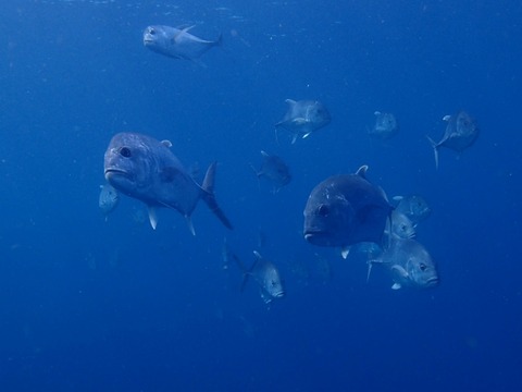 Messenger_creation_97A69B49-5EFA-4418-A2E6-4DB5EB97954B