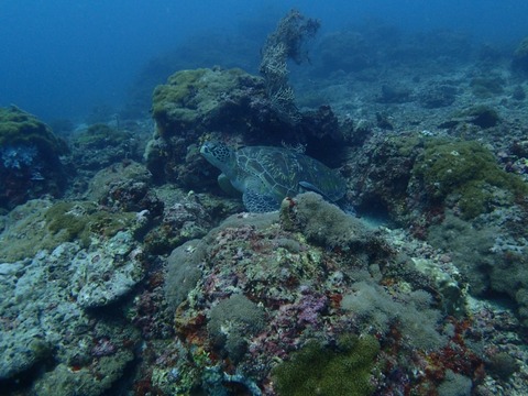 Messenger_creation_D0524828-966A-48D4-937B-2878683C0A98