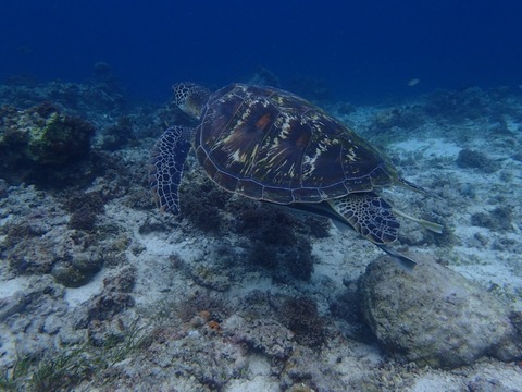 Messenger_creation_C9698BB0-8CC2-409C-9831-513ADC0C1144