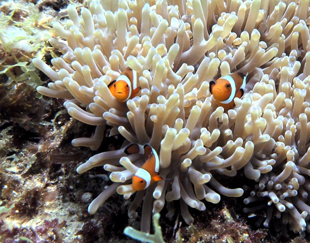 セブで出会えるニモの親戚たち セブ島 マクタン島のショップ日記