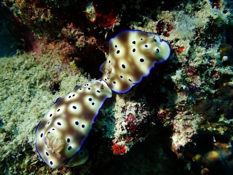 P5040022 (640x480)