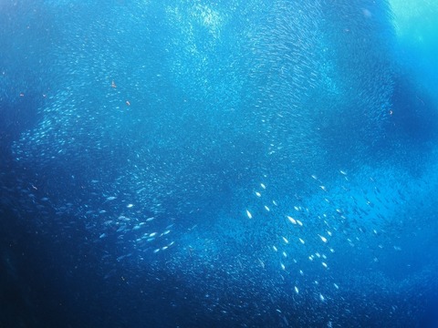 P5040265 (640x480)