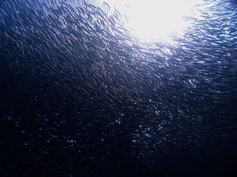 P2150840 (640x480)