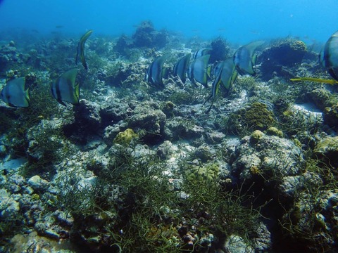 Messenger_creation_24CACEDA-07FD-44AE-AC45-057096EB2F1C