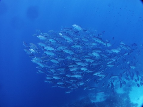 P8170137 (640x480)