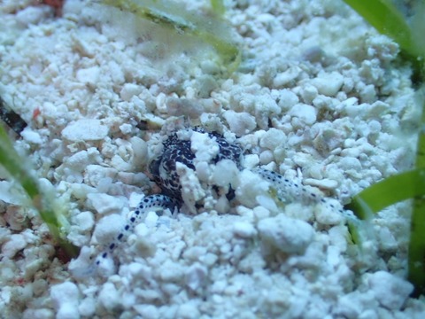 PA260076 (640x480)