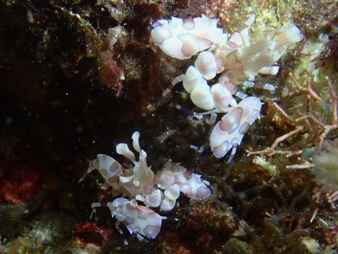 20180609_180610_0031 (640x481)