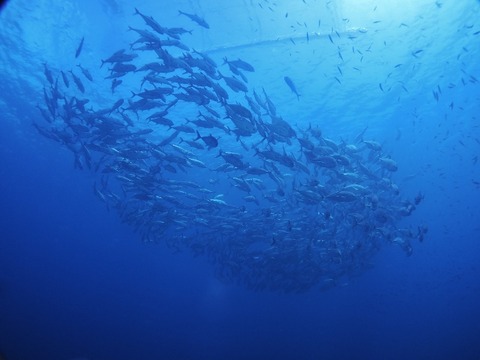 P8170162 (640x480)