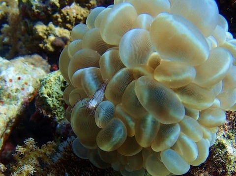 P1247843 (640x479)