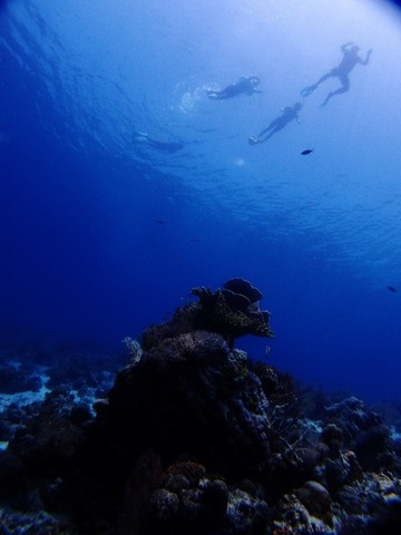 P3250695 (480x640)