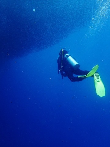 P8120166 (480x640)