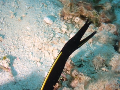 P2090011