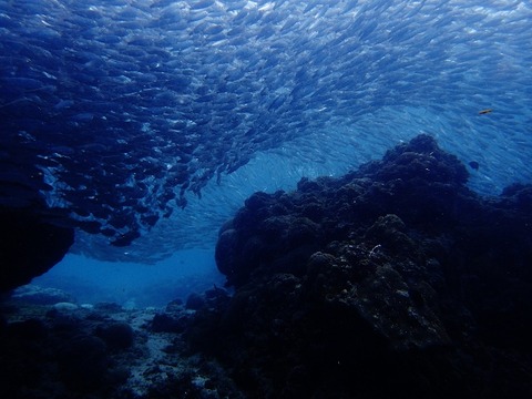 P8160210 (640x480)