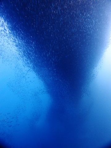P3253335 (480x640)