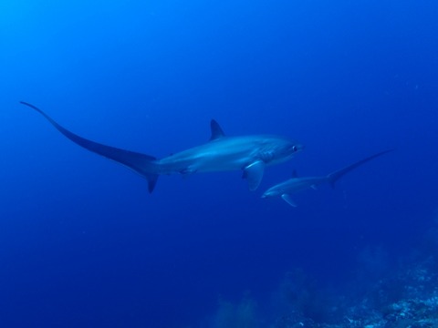 P4050101
