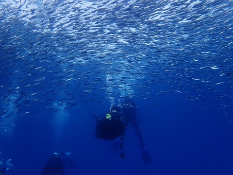 P6261282 (640x480)