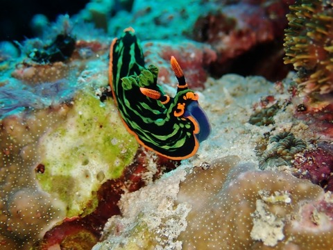 P4177529 (640x480)