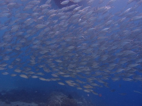 P1201934 (640x480)