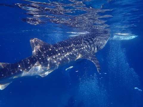 P2270175 (640x480)
