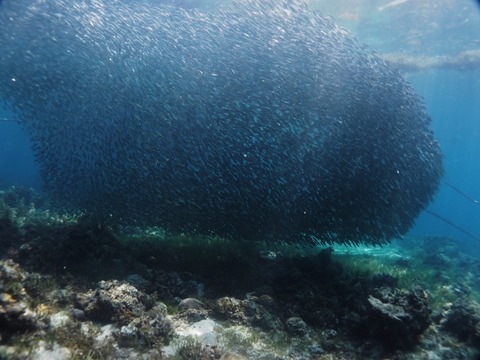 P9270024 (640x480)