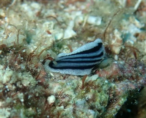 P7280030