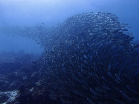 PA257566 (640x480)