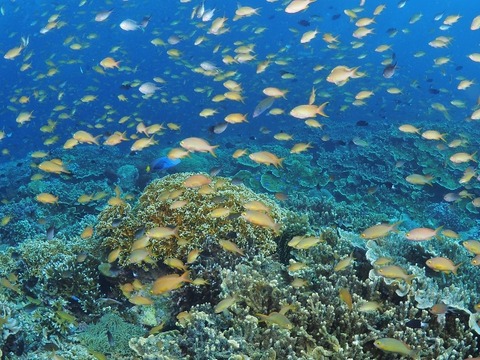 P5040211 (640x480)