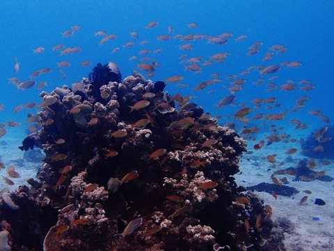 P8079336 (640x480)