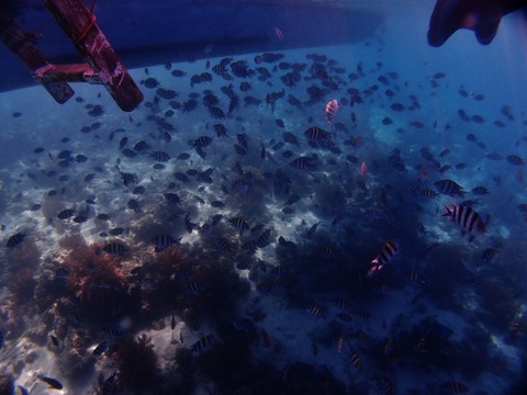 P1017423 (640x480)