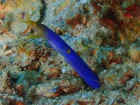 Messenger_creation_8585561F-6488-45DF-AB76-0DCD1CD655A3