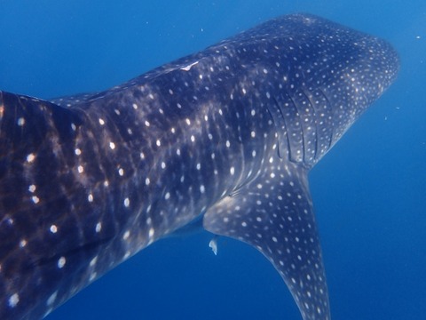 P3210364 (640x480)