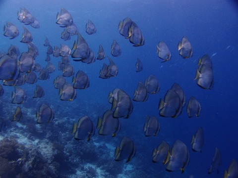 P7173789 (800x600)