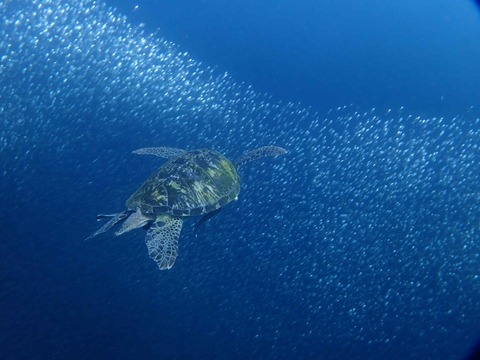 Messenger_creation_F786DDAE-756C-4366-978D-CC2105D2B00E