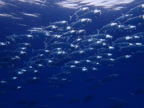 P4160435 (640x480)