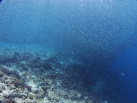 P3220048 (640x480)