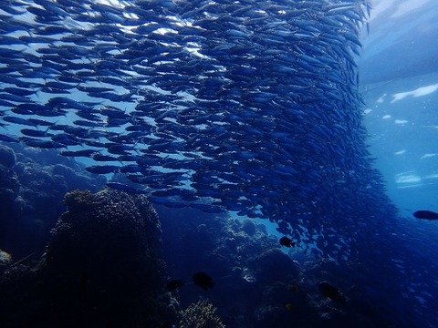 P8170336 (640x480)
