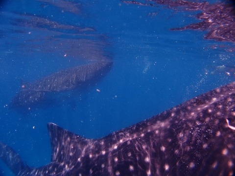P4210335 (640x480)