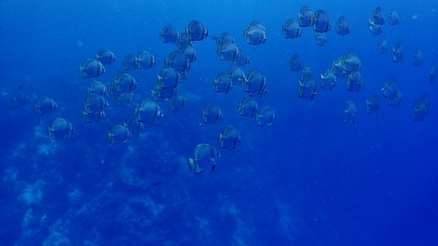 P4170057 (640x360)