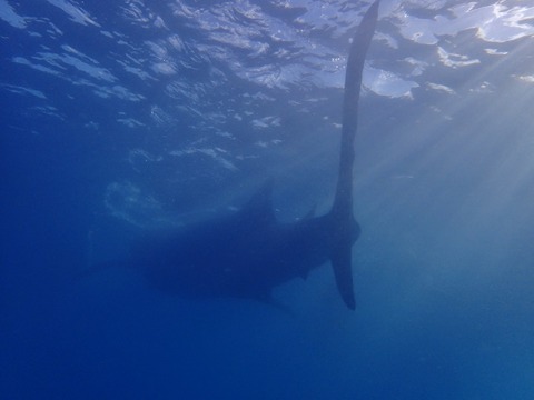 P3210362 (640x480)