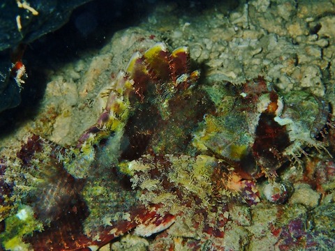 PB280020 (640x480)