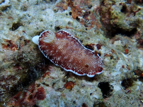 PB028094 (640x480)