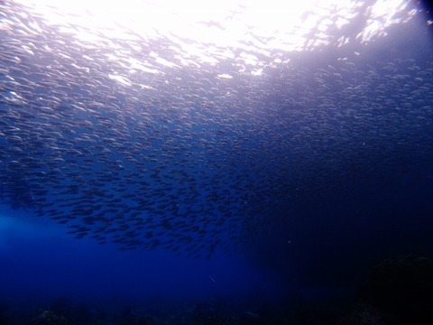 PA264279 (640x480)