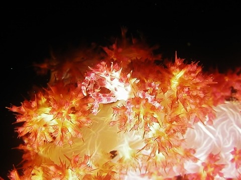 P1010047 (640x479)