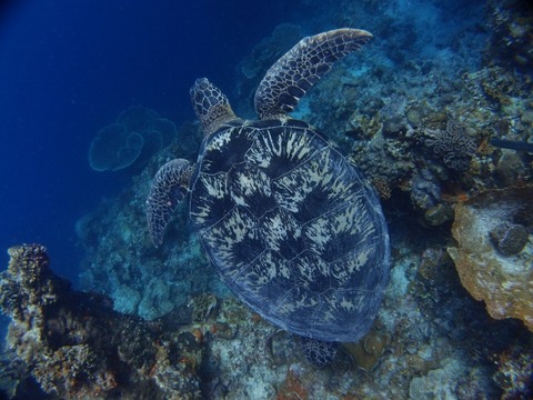P5042431 (640x480)
